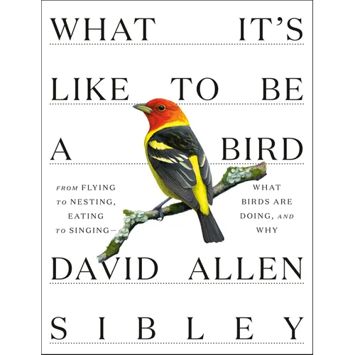 What It's Like to Be a Bird: From Flying to Nesting, Eating to Singing--What Birds Are Doing, and Why