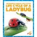 Life Cycle of a Ladybug